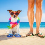 How to Survive the Dog Days of Summer